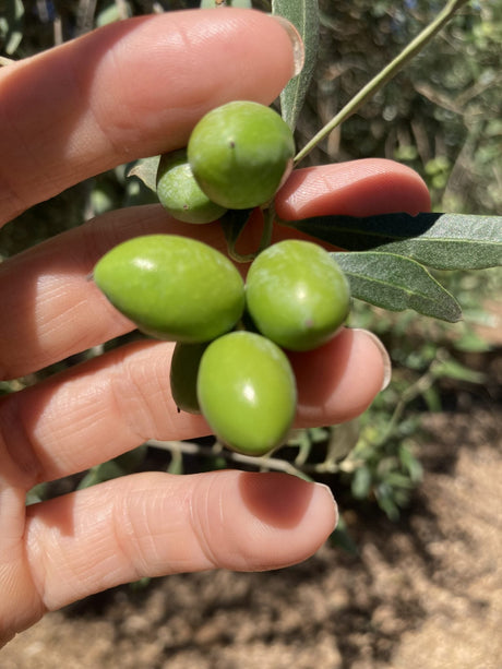 Portuguese Olive Harvest 2025