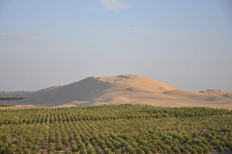 From Grove to Bottle: A Glimpse into the Peruvian Olive Harvest